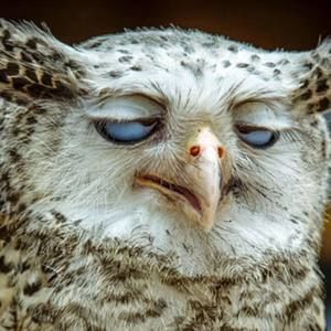 Meet your Posher, Cindi